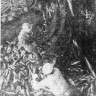 Зуев Лев мастер  добычи   и  матрос  Анатолий Григорьев выливают  рыбу в карман. - 20 01 1971  БМРT -474 Оскар Сепре.