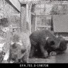бурые медвежата в Таллинском  зоопарке   1955