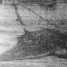 морской дьявол с размахом крыла 3 метра - Северная Африка БМРТ-227 Аугуст Алле  12 03 1971 фото П. Кудрина