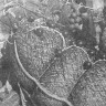 Бунев  Василий мастер  добычи ведет с бригадой  вылов    рыбы   - БМРТ-355 АНТОН  ТАММСААРЕ  26 05 1973