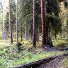 дождь  в  сосновом  лесу на болотах Эстонии