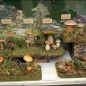 в  эстонском  музее  Природы   пройдет традиционная выставка  грибов