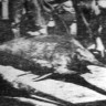 Рыба-меч гостит на палубе – БМРТ-474 Оскар Сепре 18 08 1970