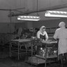Производство рыбных консервов в Эстрыбпром. Рабочие укладывают рыбу в банки. 1986