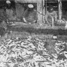 Комплексная производственная бригада в перерыве шкерит рыбу – до 10 тонн  хека  бывало - БМРТ-431 Каскад  13 01 1968