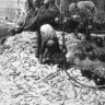 Греским М.  и И. Пухов матросы выливают рыбу из кутка – БМРТ-368 Оскар Лутс  07 10 1971