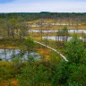 болото  Виру Лахемаа Эстония