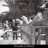 верблюды в Таллинском зоопарке 1963