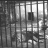 львы отдыхают в старом зоопарке Таллина