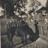 пони в зоопарке  Кадриорга 1943