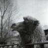 верблюд в зоопарке Таллина  .1964