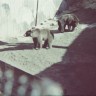 бурые медведи в зоопарке Кадриорга