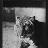 тигр выписанный из Голландии для Таллинского зоопарка  1963