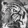 тигр выписанный из Голландии для Таллинского зоопарка 1963