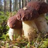 белые   грибы