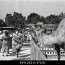 верблюды в Таллинском зоопарке  09 07 1962