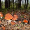 иногда  грибница   образует   круг из   грибов