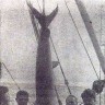 Мясо меч-рыбы напоминает свинину, жаль, что это еще молодой экземпляр – БМРТ-396 14 12 1966  фото Г. Селюка