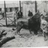 львы в старом Таллинском зоопарке