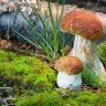 красавцы  белые грибы