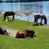 песочные  ванны  лошадей у  реки