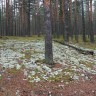 удивительный  белый мох или лишайник встречается в лесу Эстонии