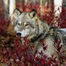 Хорош - в Эстонии волки не часто встречаются, потому-что  косуль  и лосей вдостатке ...