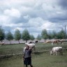 Киев и его окрестности -  женщина пасет скот на пастбище